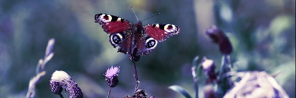 Osty, Rusałka, Motyl, Makro, Pawik