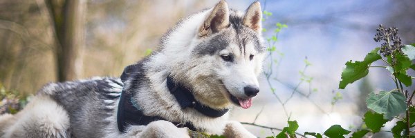 Siberian husky, Liście, Drzewa, Pies