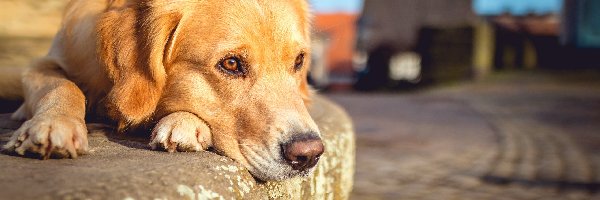 Krawężnik, Labrador retriever, Leżący