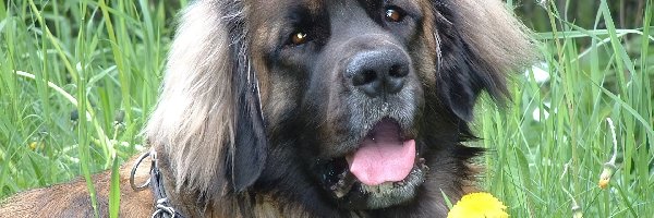 kwiatki, żółte, Leonberger