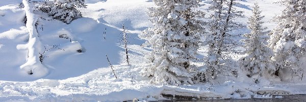 Rzeka Madison, Stan Wyoming, Drzewa, Zima, Park Narodowy Yellowstone, Łabędzie, Łabędź trębacz, Stany Zjednoczone