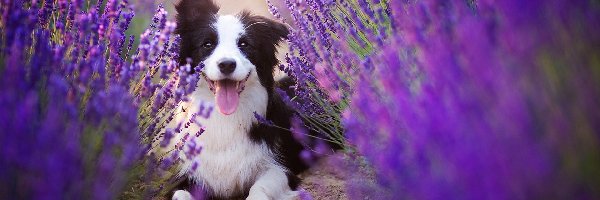 Lawenda, Pyszczek, Border collie