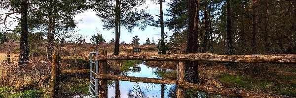 Drzewa, Ogrodzenie, Las, Rozlewisko