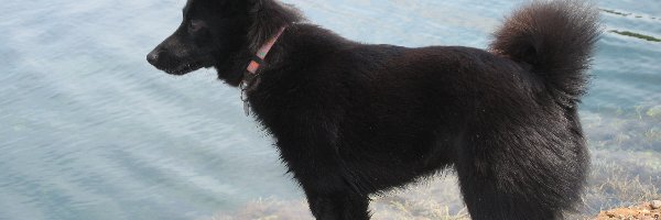 woda, Schipperke