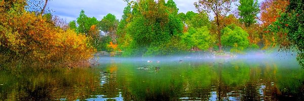 Staw, Wschód Słońca, Drzewa, Park