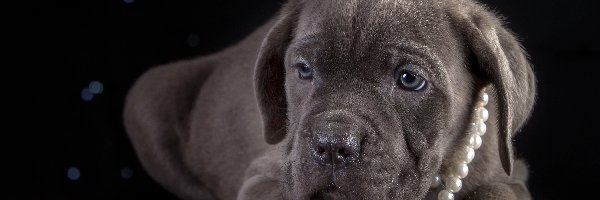 Korale, Cane Corso