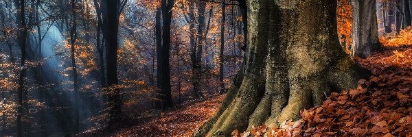 Jesień, Przebijające, Drzewa, Las, Światło