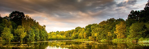 Kaczki, Cannop Ponds, Staw Cannop, Drzewa, Hrabstwo Gloucestershire, Anglia
