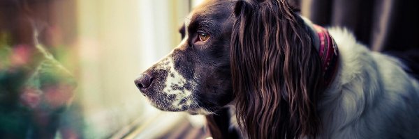 Okno, Springer spaniel, Smutny