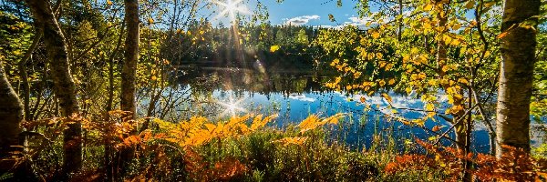 Jesień, Drzewa, Jezioro, Słońca, Promienie