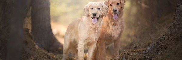 Golden retriever, Drzewa, Ściółka, Psy