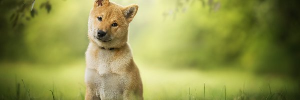 Shiba inu, Trawa, Łąka, Pies