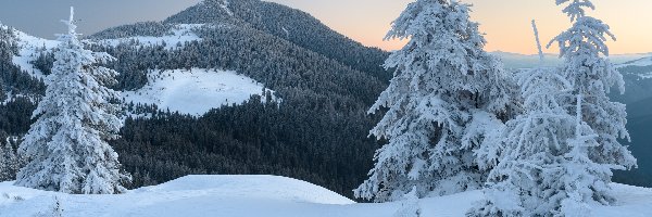 Ukraina, Góry Karpaty, Zima, Świerki, Las