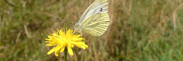 Bielinek, Motyl