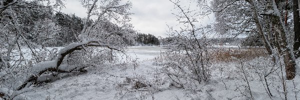 Krzewy, Rzeka, Drzewa, Zima