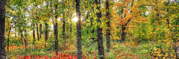 Las, Liście, Kolorowe, Jesień