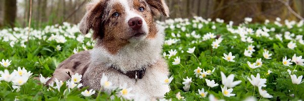 Łąka, Kwiaty, Białe, Border Collie