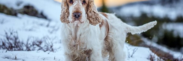 Cocker spaniel angielski