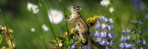 Trawa, Chipmunk, Rośliny