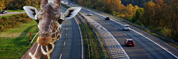 Autostrada, Las, Drzewa, Żyrafa