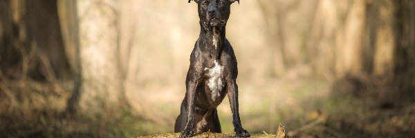 Pit Bull terrier, Drzewa, Pień, Pies