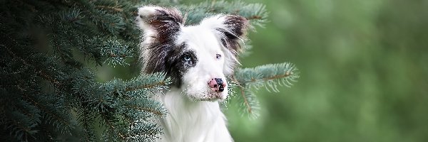 Pies, Mordka, Border collie, Świerkowe, Gałązki