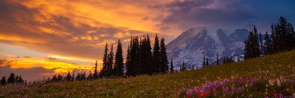 Stany Zjednoczone, Stratowulkan Mount Rainier, Stan Waszyngton, Drzewa, Zachód Słońca