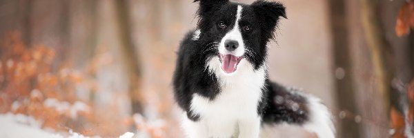 Border collie, Śnieg, Mordka, Pies