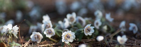 Wiosenne, Eranthis pinnatifida, Kwiatki, Ściółka, Ranniki