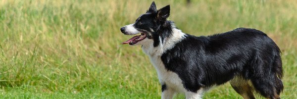 Border collie, Trawa