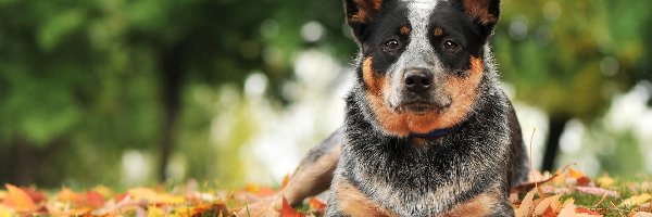 Liście, Australian cattle dog