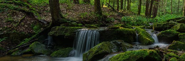 Las, Kamienie, Omszałe, Promienie słońca, Rzeka