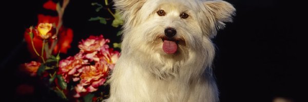 Kwiatki, Języczek, Coton de Tulear