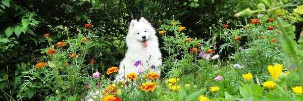 Ogród, Samojed