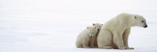 Polarne, Niedźwiedzie