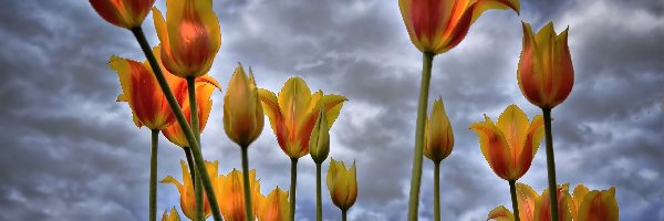 Chmury, Niebo, Tulipany