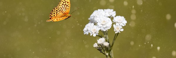 Motyl, Kwiat, Biały