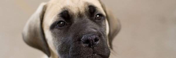 Portret, Bullmastiff