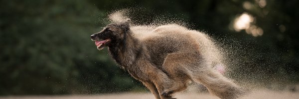 Pies, Piasek, Owczarek belgijski malinois, Biegnący