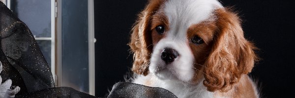 Okno
, Cavalier King Charles spaniel, Szczeniak