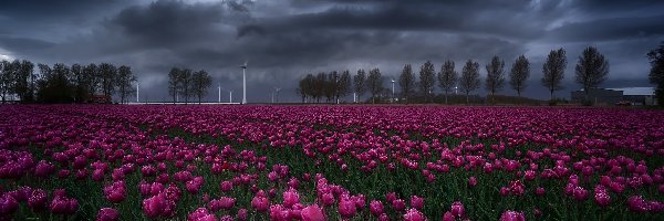 Zachmurzone, Plantacja, Tulipany, Niebo, Wieś Creil, Holandia