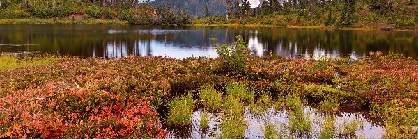 Trawy, Góry, Stany Zjednoczone, Stan Waszyngton, Góra Shuksan, Drzewa, Park Narodowy Północnych Gór Kaskadowych, Jezioro Highwood Lake