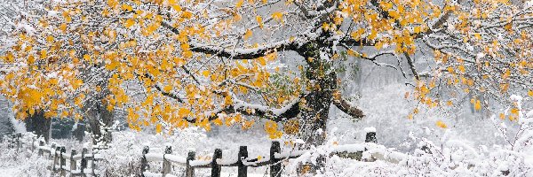 Zima, Drzewa, Śnieg, Las, Płot