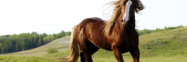 Kłus, Łąka, Koń