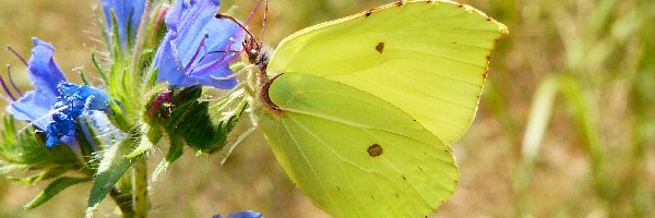 Motyl, Listkowiec cytrynek, Bielinek, Niebieskie, Kwiaty