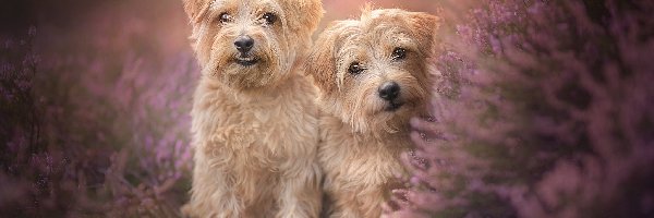 Psy, Wrzos, Norfolk terrier, Dwa