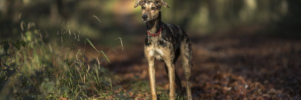 Droga, Trawa, Liście, Las, Whippet, Pies