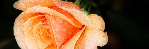 Rosa, Róża, Pomarańczowa