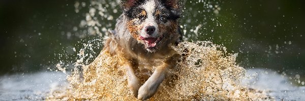 Pies, Woda, Border collie, Biegnący