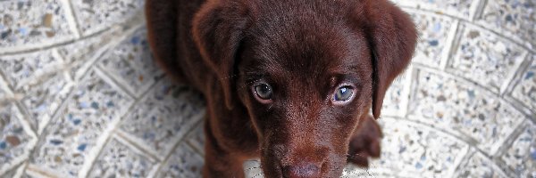 Szczeniak, Słodki, Labrador retriever